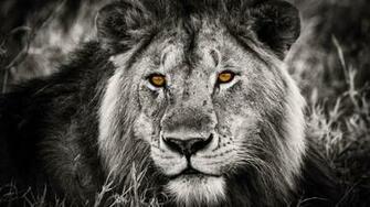 Black And White Lion Portrait HD Wallpaper Wallpaperfx