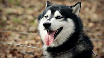 Siberian Husky HD Wallpaper Net