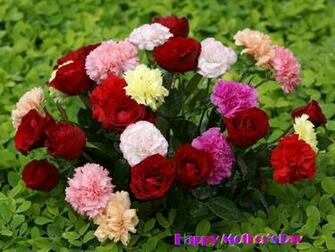 Phool Wale Wallpaper Beautiful Flowers On