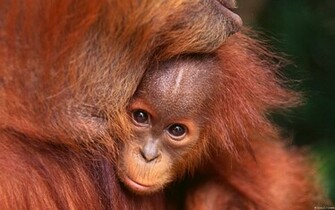 Animal Orangutan Wallpaper