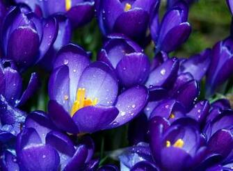 Natural Beauty Flower Wallpaper Me