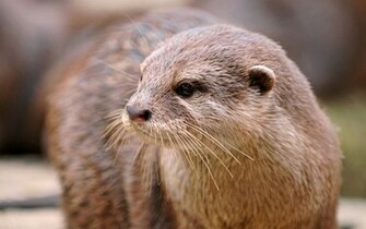 Indian Otter Wallpaper