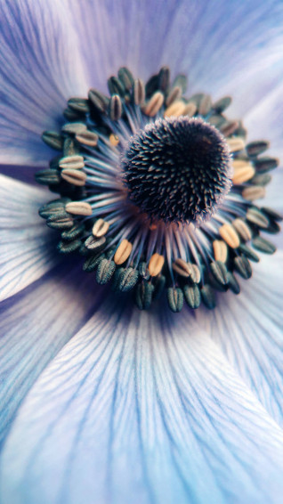 Flower HD Wallpaper