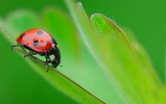 X Wide Wallpaper Photos Desktop Wp Ladybug On