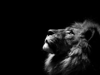 Black And White Animal Wallpaper Top