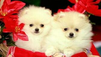 Puppy Christmas Dog HD Wallpaper For iPhone