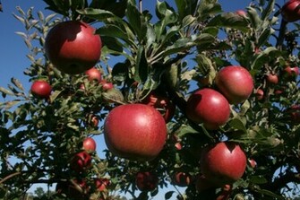 Apple Tree Pictures