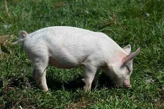 Pigs Pig Pictures Facts And Information