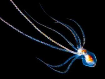 Octopus HD Wallpaper Pictures