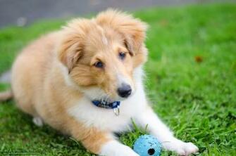 Hintergrund Hund Gras Welpen Shetland Sheepdog Freie Desktop