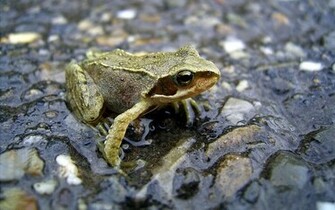 HD Reptile Wallpaper Reptiles