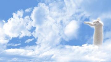 Longcat Wallpaper By Qbaquest