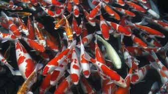 Koi Fish Wallpaper