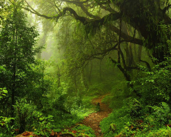 Dark Green Forest Wallpaper