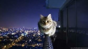 Cat Wallpaper HD Background Image FHD 4k