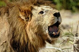 Lions Roaring Pics Lion Pictures And Closeup Wallpaper