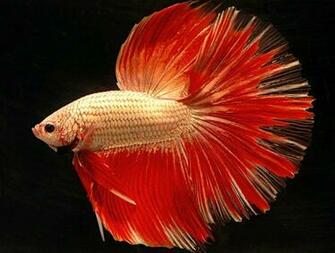 Wallpaper Amazing Colourful Betta Fish Photos Fighter