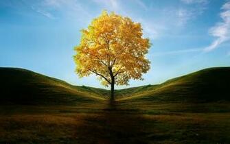 Golden Tree Wallpaper Stock Photos