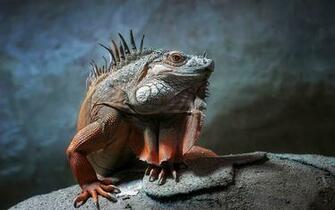 Reptile Wallpaper