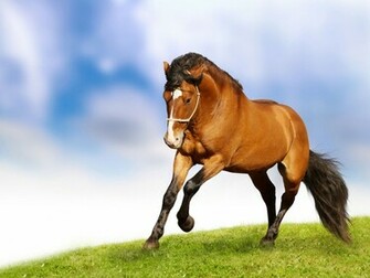 Horse Wallpaper