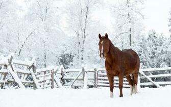 Snow Horse Nature Winter Wallpaper