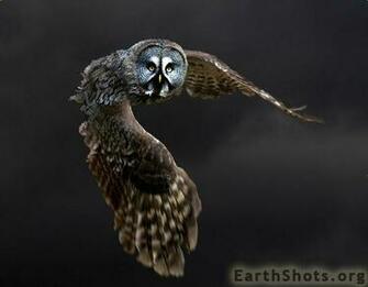 Cool Image Wonderful Owls Photography By John Booth