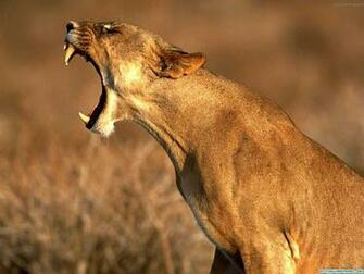 Wild Lions Animal Pictures National Fight