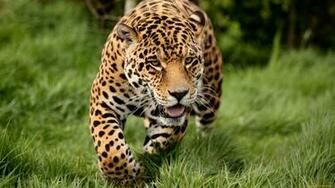Jaguar Computer Wallpaper Desktop Background Id