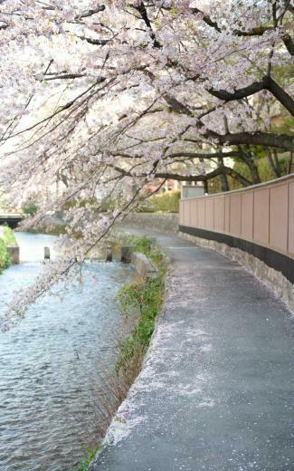 Jeffrey Friedl S A Pleasant Cherry Blossom Morning In Kyoto
