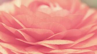 Pink Rose Desktop Pc And Mac Wallpaper