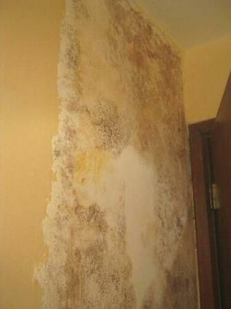 Get Rid Of Mold Remediation Tipsjpg Apps Directories