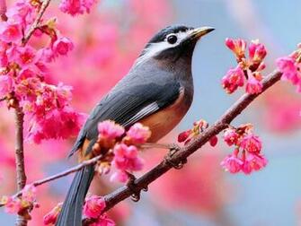 Best Top Desktop Spring Wallpaper HD Background