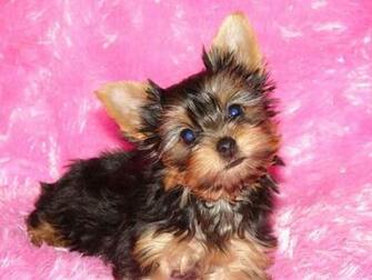 Teacup Yorkie Puppies Desktop Wallpaper