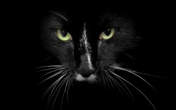 Black Cat With Green Eyes Wallpaper Id