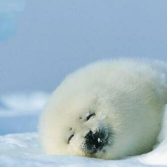 More About Source Url Wallpapertock Net Harp Seal Wallpaper