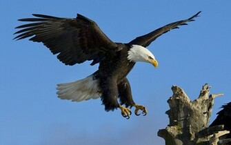 Eagle Wallpaper Desktop