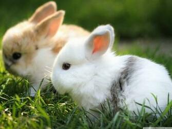 Beautiful Cute Windows HD Wallpaper All For