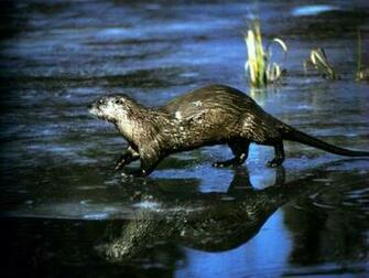 Otter Wallpaper Desktop Background