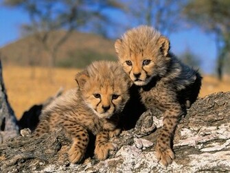Cheetah Facts Baby Running Pictures