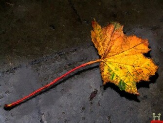 Canadian Autumn Leaf Nature HD Wallpaper E Entertainment