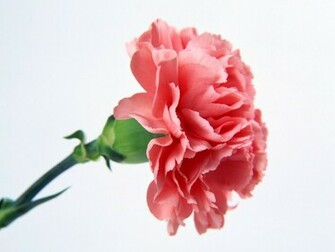 Single Pink Carnation Flower Wallpaper Urban Art