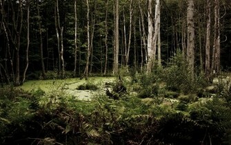 Dark Woods Desktop Pc And Mac Wallpaper