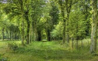 HD Forest Scenery Wallpaper Widescreen