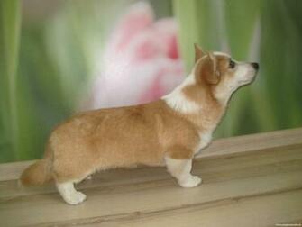 Welsh Corgi Puppy Sleeping Wallpaper Ing Gallery