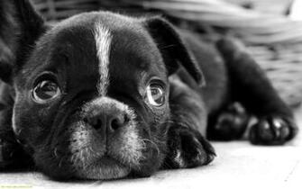 Puppy World Cutest Pictures