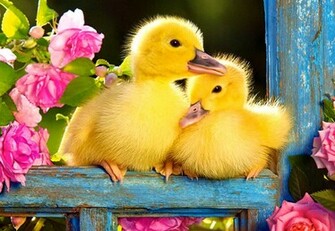 Duckling Wallpaper