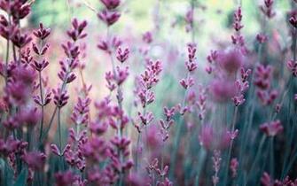 Flowers Lavender Purple Field Wallpaper Magic4walls