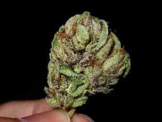 Kush Wallpaper King Bubba Indica
