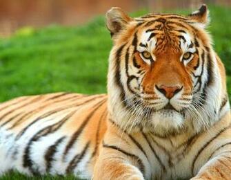 Get The Best Size Of Tiger Wallpaper And Desktop Here