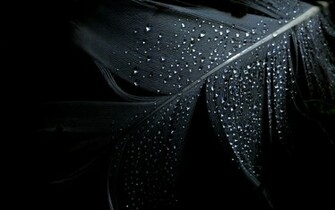 Black Dark Wallpaper Feathers